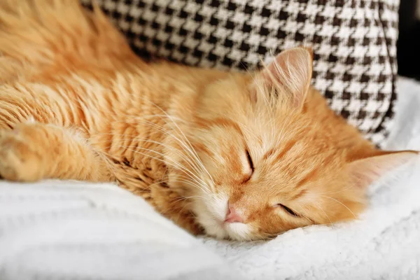 Gato vermelho descansando dentro de casa — Fotografia de Stock