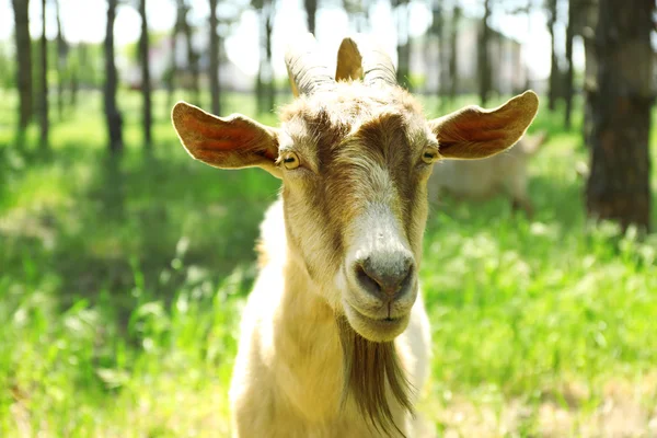 Goat in forest — Stock Photo, Image