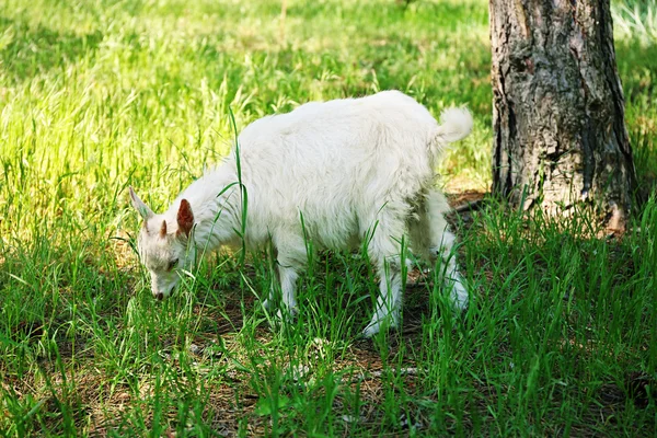 Goat kid in forest — Stock Photo, Image