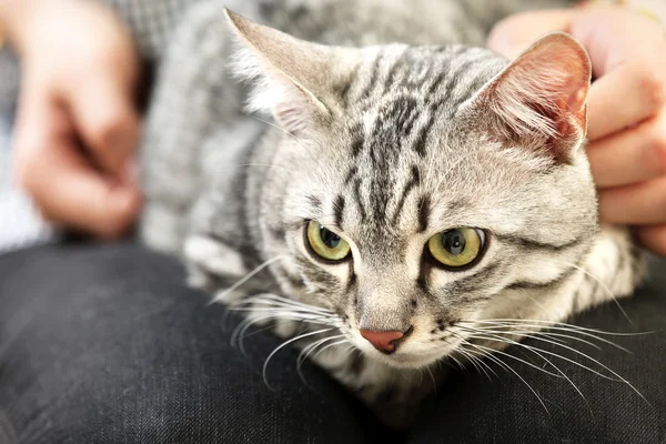 Frau hält süße Katze aus nächster Nähe — Stockfoto