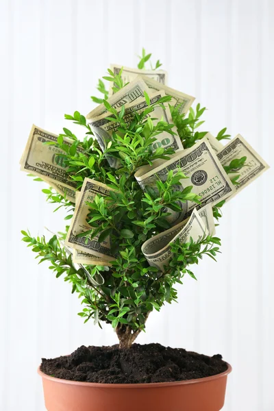 Decorative tree in pot with money on wooden background — Stock Photo, Image