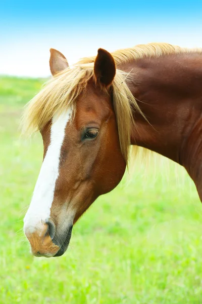 Schönes braunes Pferd weidet auf der Weide — Stockfoto