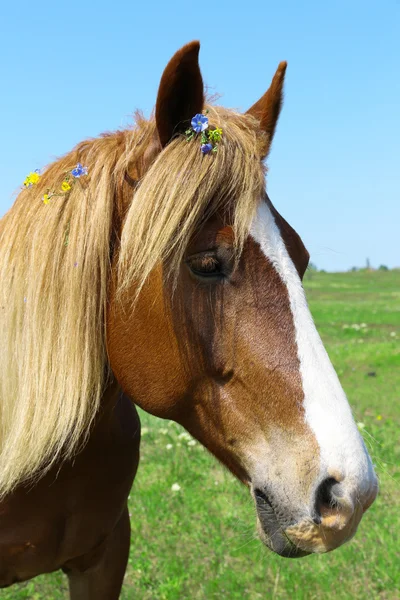 Portrait of beautiful brown horse, outdoors — Stock Photo, Image