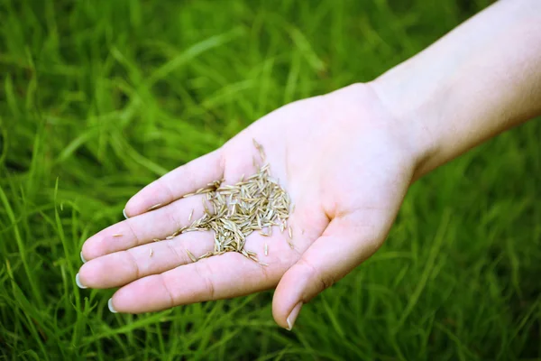 Grain de blé à la main féminine sur herbe verte — Photo