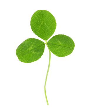 Yeşil yonca yaprağı, üzerinde beyaz izole