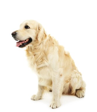 şirin labrador beyaz izole