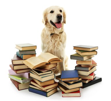 labrador yığın üzerinde beyaz izole kitap ile portresi