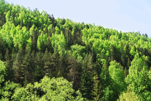 Bosque de árboles verdes en la montaña sobre el fondo azul del cielo —  Fotos de Stock