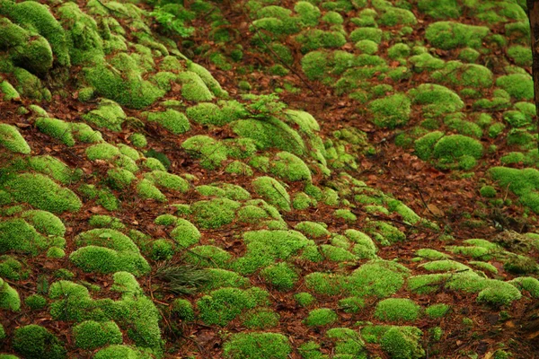 Groene mos op heuvel in het bos — Stockfoto