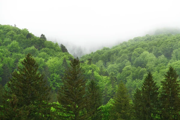 Роща зеленых деревьев в горах на фоне тумана — стоковое фото