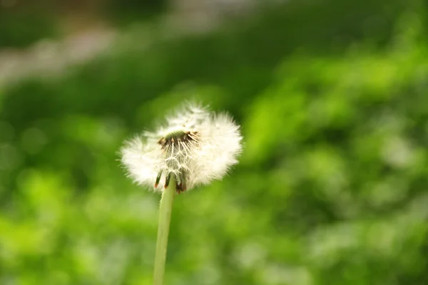 Diente de león sobre fondo borroso verde —  Fotos de Stock