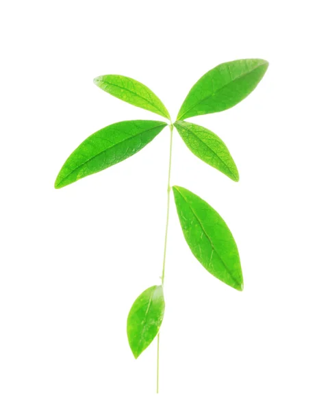 Grönt blad isolerat på vitt — Stockfoto