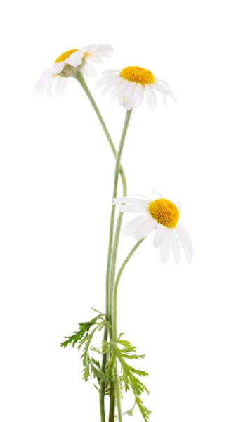 Kleine kamille bloem geïsoleerd op wit — Stockfoto