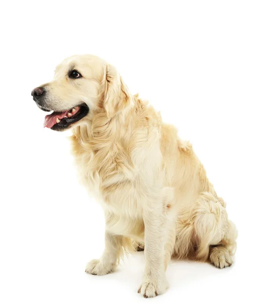 Lindo Labrador aislado en blanco — Foto de Stock