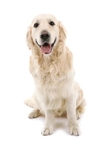 Labrador bonito isolado em branco — Fotografia de Stock