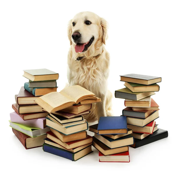 Porträtt av labrador med hög av böcker isolerad på vit — Stockfoto