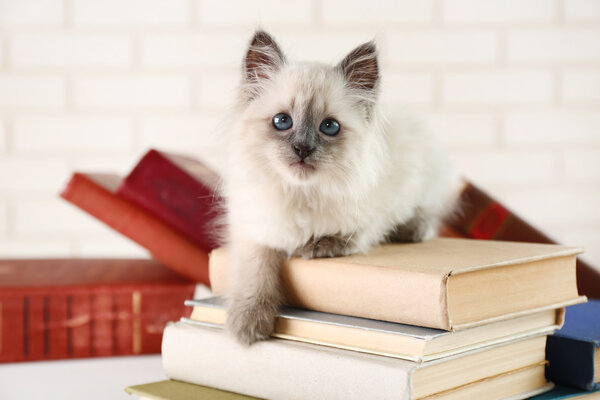 Cute little cat with books on light background