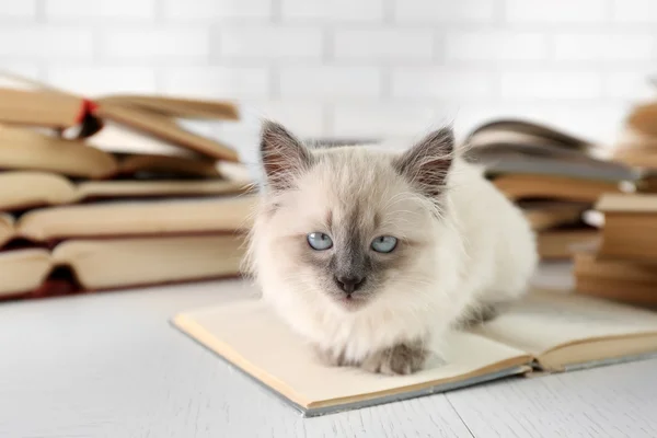 Cute little cat with books on light background — Stock Photo, Image