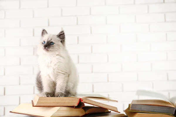 Cute little cat with books on light background — Stock Photo, Image