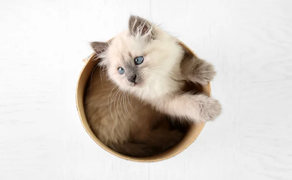 Кошка в коробке на светлом фоне — стоковое фото