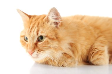 Kırmızı kedi beyaz arkaplanda izole edildi