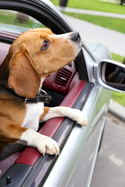 Arabada komik şirin köpek