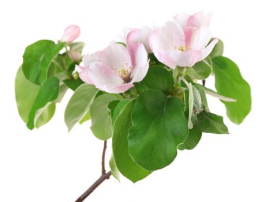 elma ağacı dalı üzerine beyaz izole çiçekleri ile