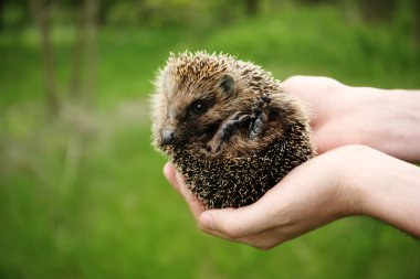 Kirpi açık havada tutan eller