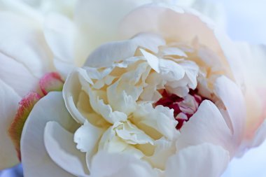 güzel beyaz peonies yakın çekim