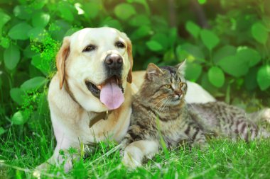 Dostu köpek ve kedi yeşil çim arka plan üzerinde dinlenme