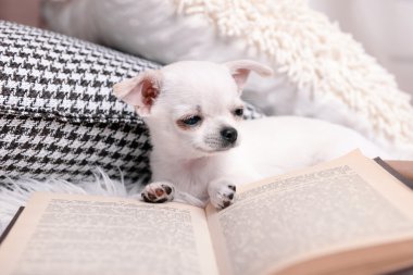 çok güzel chihuahua köpek kitap ve yastıklar odasında halı üzerinde