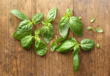 Yeşil taze fesleğen