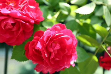 Güzel pembe güller