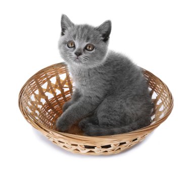 hasır sepet de şirin Gri kedi