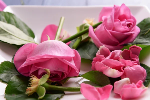 Vacker rosa rosor i vit platta, närbild — Stockfoto
