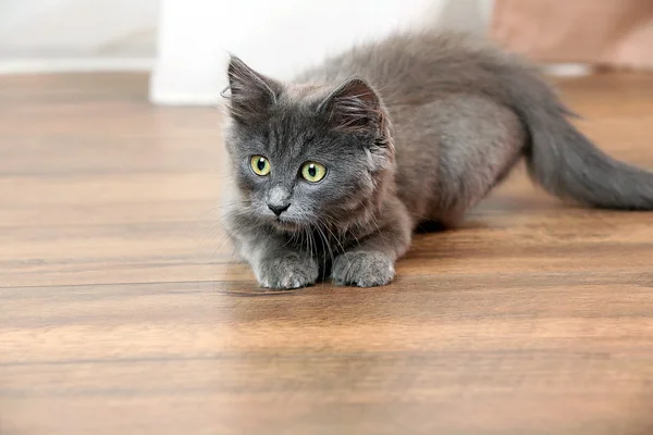 Niedliche graue Kätzchen auf dem Boden zu Hause — Stockfoto