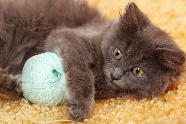 Cute gray kitten plays with threads for knitting on carpet at home