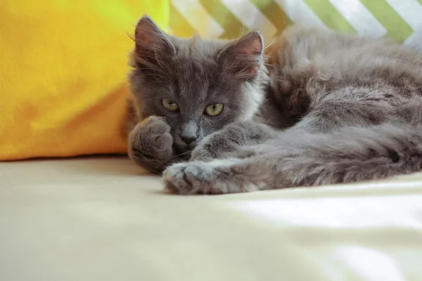 Lindo gatito gris en el sofá en casa — Foto de Stock