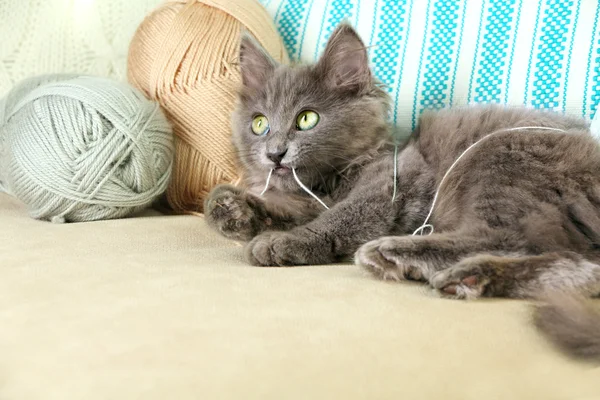 Lindo gatito gris juega con hilos para tejer en el sofá en casa — Foto de Stock