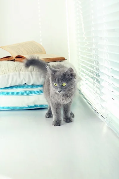 Söt grå kattunge på fönsterkarm hemma — Stockfoto