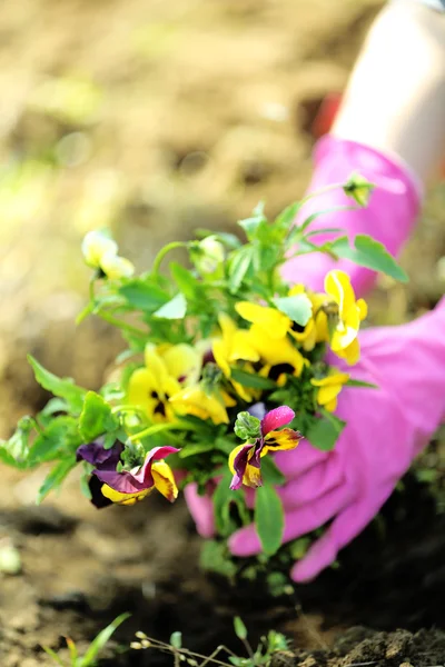 Mãos femininas em luvas rosa plantando flores, close-up — Fotografia de Stock