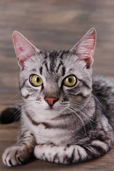 Beautiful cat on wooden background — Stock Photo, Image