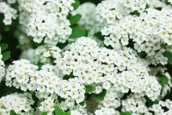 Fleurs blanches de rowan en fleurs, à l'extérieur — Photo