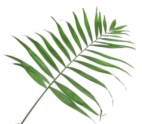 Beautiful palm leaf isolated on white — Stock Photo, Image