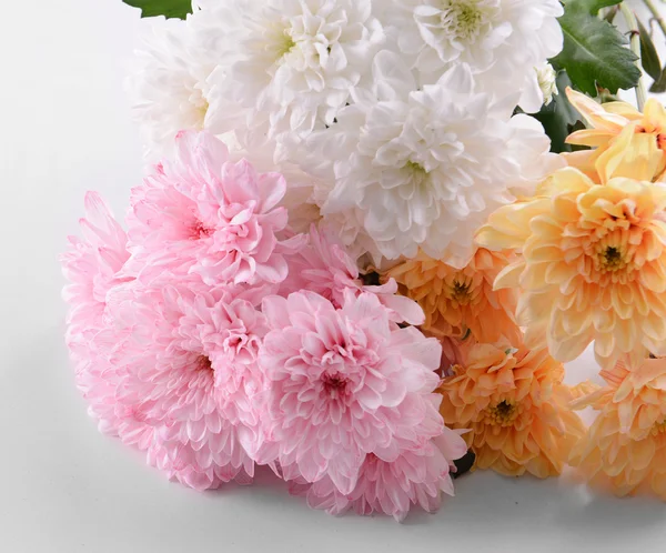 Colorful chrysanthemum isolated on white — Stock Photo, Image