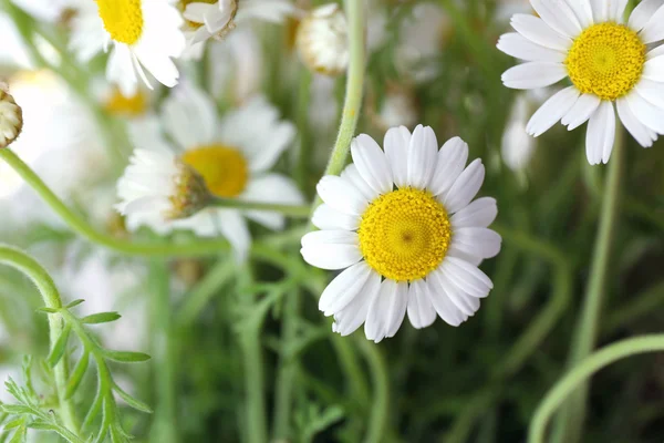 Beautiful bouquet of daisies close up — Stock Photo, Image