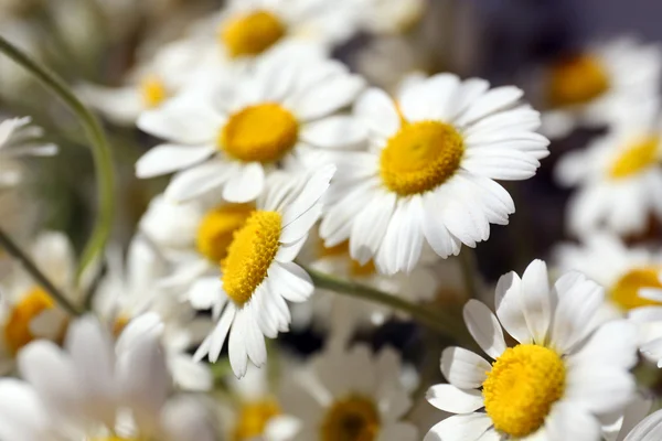 ヒナギクの美しい花束をクローズ アップ — ストック写真