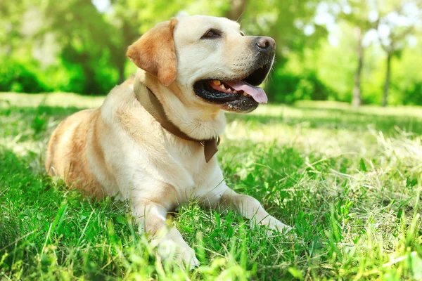 Ładny pies odpoczynku nad zielona trawa tło — Zdjęcie stockowe