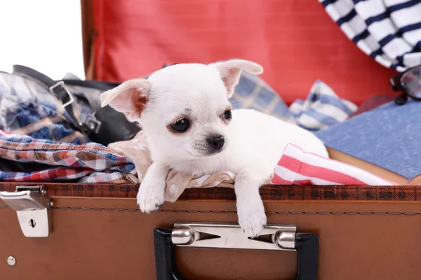 Adorable chihuahua dog in suitcase with clothing close up — Stock Photo, Image