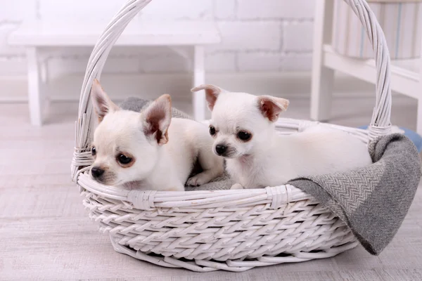 Adoráveis cães chihuahua em cesta no quarto — Fotografia de Stock